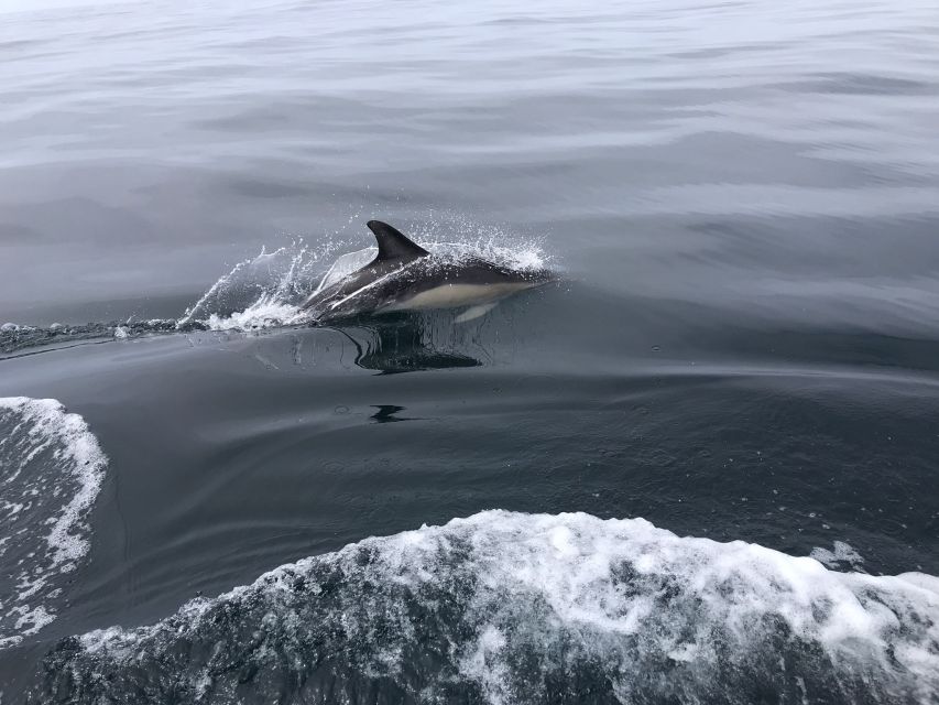 Salema: Dolphin Watching - How this experience compares with a normal beach day