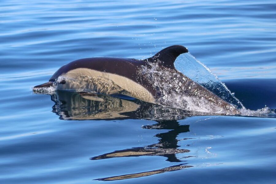 Salema: Dolphin Watching - Why the 5-meter and 7-meter boats matter
