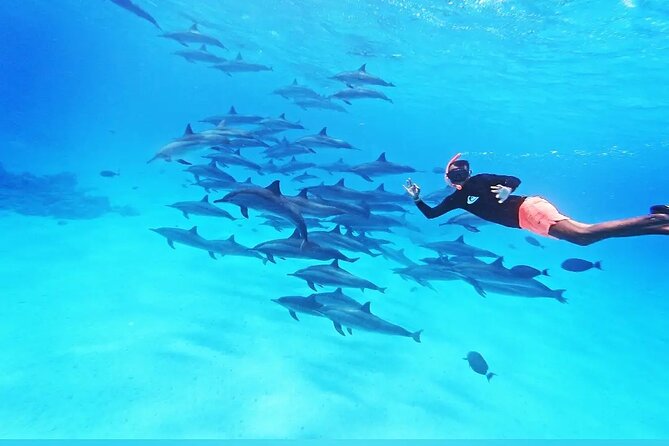 Samadai Dolphin House Snorkel Trip - Marsa Alam - Key points to know before booking