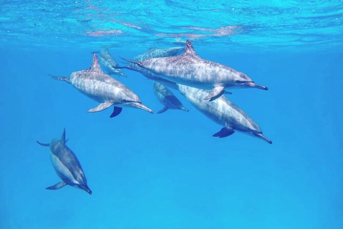 Samadai Dolphin House Snorkel Trip - Marsa Alam - From the 7:00 am pickup to the boat