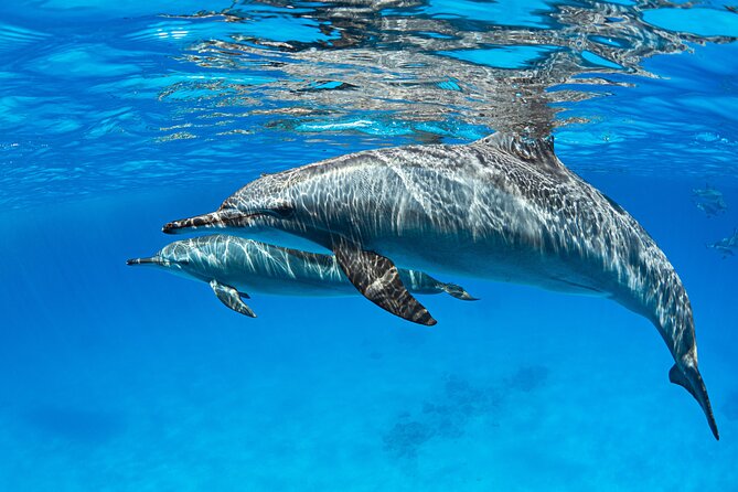 Samadai Dolphin House Snorkel Trip - Marsa Alam - The dolphin encounter, with realistic expectations