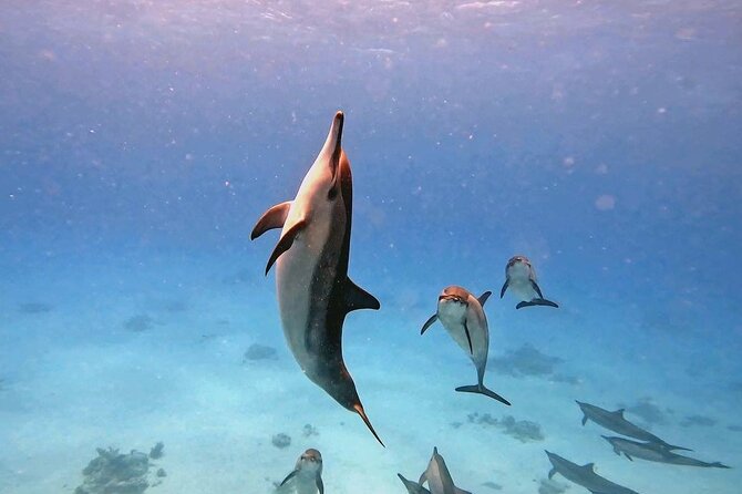 Samadai Dolphin House Snorkel Trip - Marsa Alam - Lunch aboard the comfortable boat