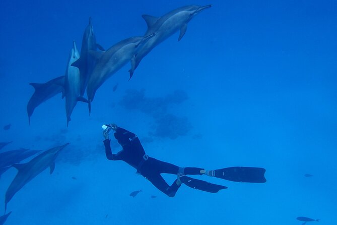 Samadai Dolphin House Snorkel Trip - Marsa Alam - Who will enjoy this day most