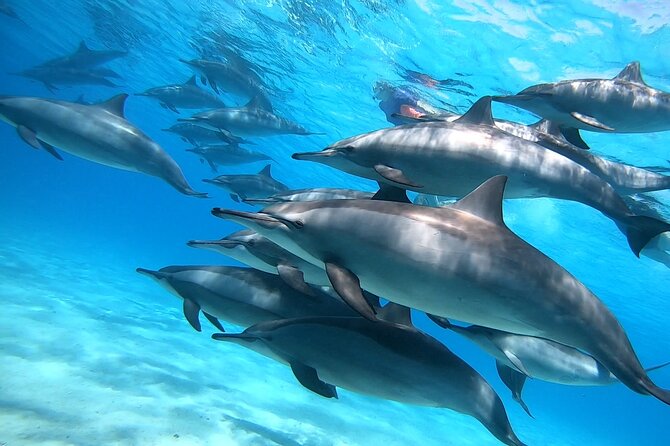 Samadai Dolphin House Snorkel Trip - Marsa Alam - Practical details that make the day easier