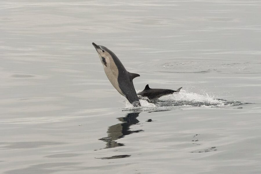 San Diego: Dolphin and Whale-Watching Sunset Cruise - Setting out from San Diego’s waterfront