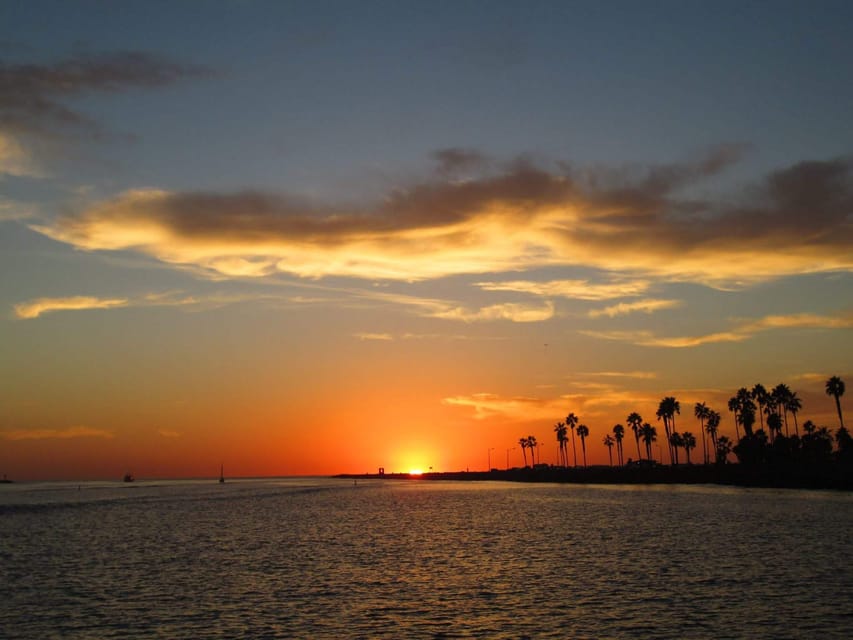 San Diego: Dolphin and Whale-Watching Sunset Cruise - Dolphins, false killer whales, and other surprises