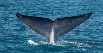 San Diego: Dolphin and Whale-Watching Sunset Cruise