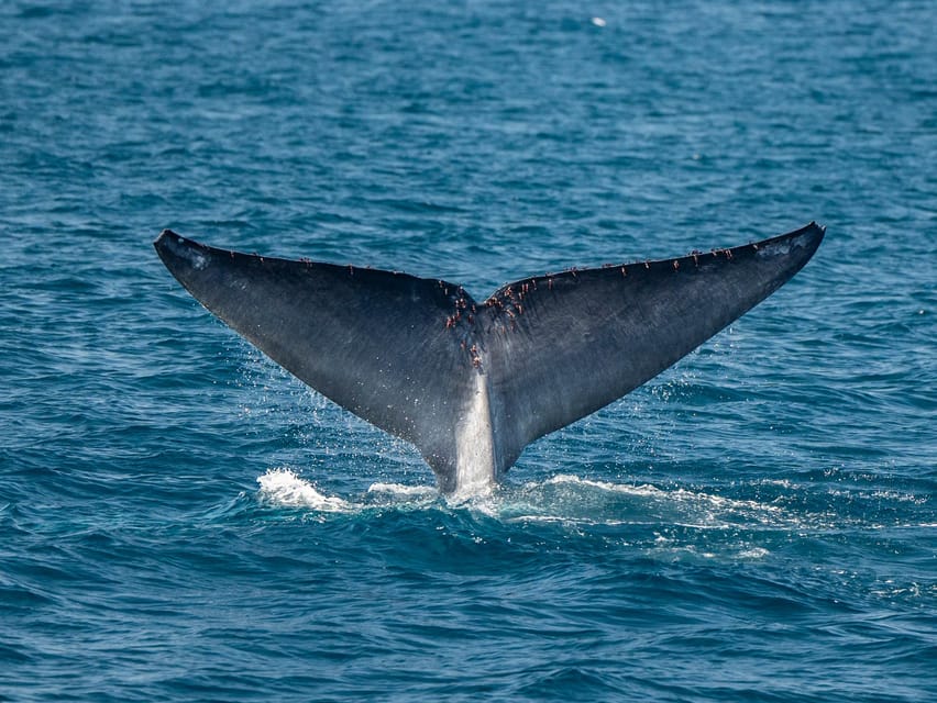 San Diego: Dolphin and Whale-Watching Sunset Cruise - The naturalist guide gives the trip its shape