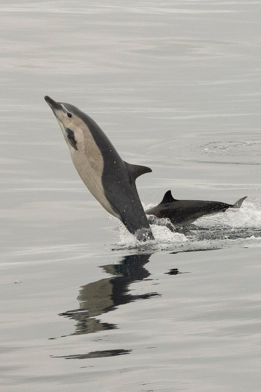 San Diego: Dolphin and Whale-Watching Sunset Cruise - Waiting for the San Diego sunset
