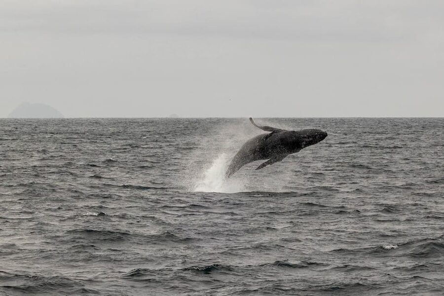 San Diego: Dolphin and Whale-Watching Sunset Cruise - How much wildlife can you reasonably expect?