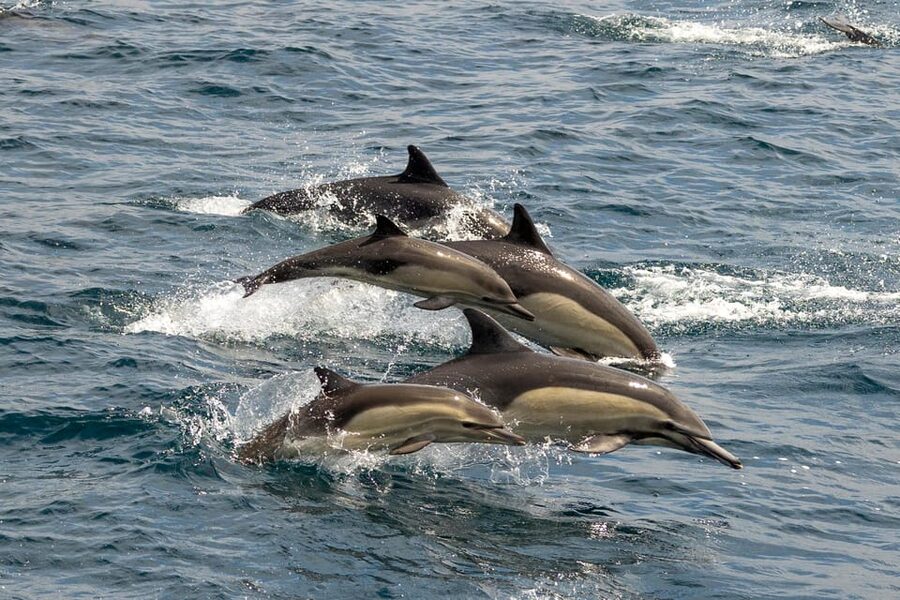 San Diego: Dolphin and Whale-Watching Sunset Cruise - Booking flexibility and timing