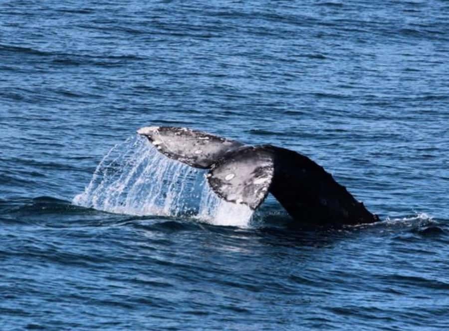 San Diego: Whale and Dolphin Watching Cruise - Key points at a glance