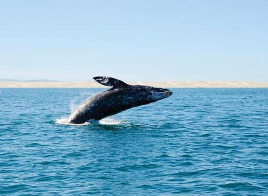 San Diego: Whale and Dolphin Watching Cruise - Winter Gray Whales and Summer Blue Whales