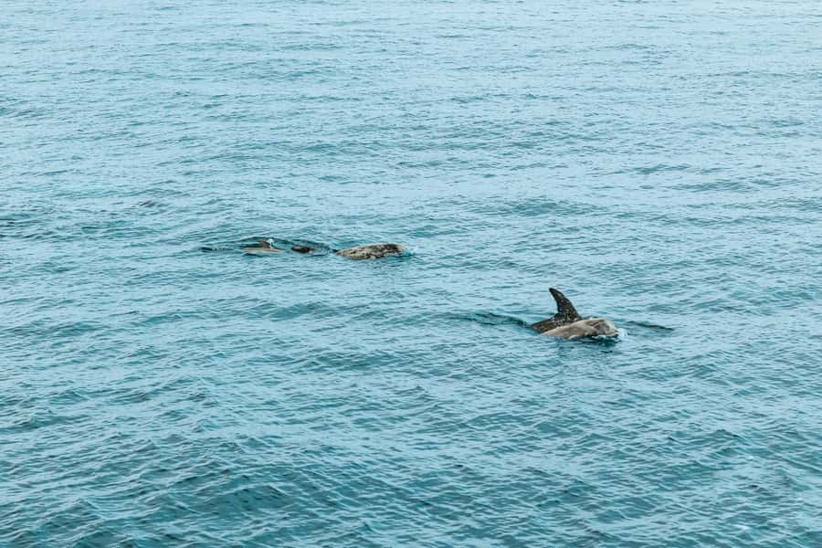 San Diego: Whale and Dolphin Watching Cruise - Dolphins, Sea Lions, and Sunfish