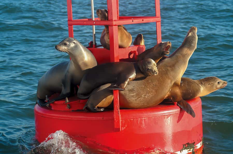 San Diego: Whale and Dolphin Watching Cruise - Is $77 a Fair Price?