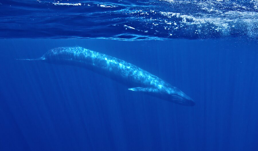 San Diego: Whale and Dolphin Watching Speedboat Tour - FAQ