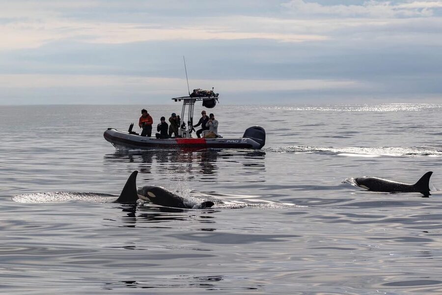 San Diego: Whale and Dolphin Watching Speedboat Tour - What you might see by season