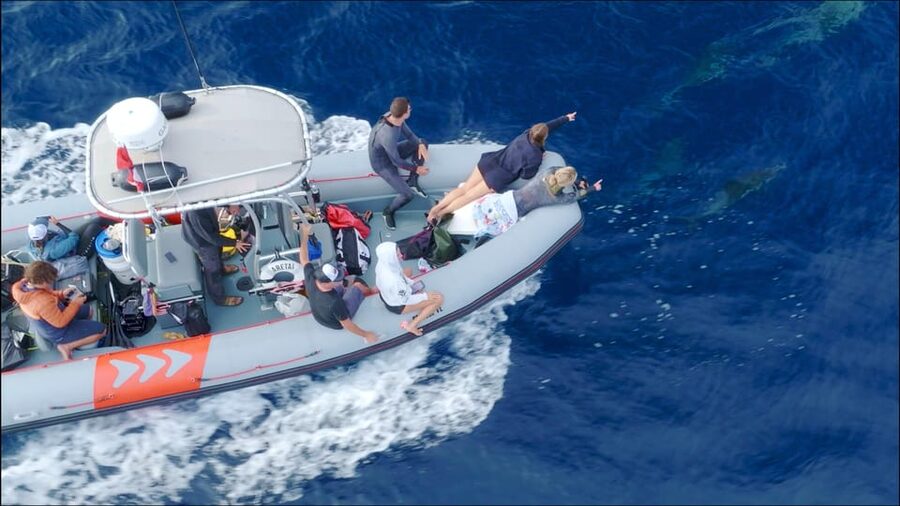 San Diego: Whale and Dolphin Watching Speedboat Tour - The wildlife moments are real, but never guaranteed