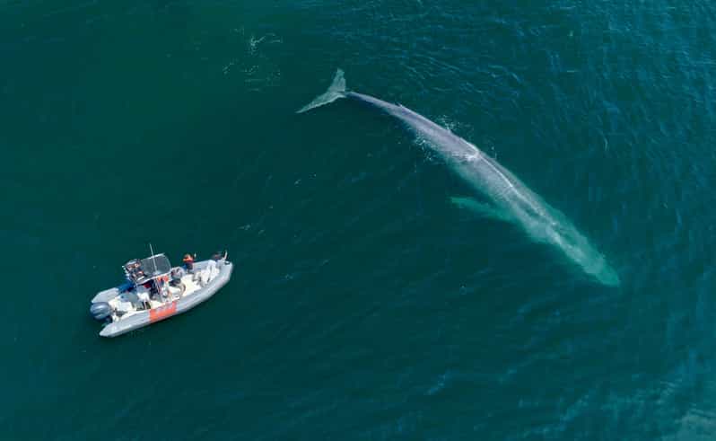 San Diego: Whale and Dolphin Watching Speedboat Tour - Why the six-person limit matters