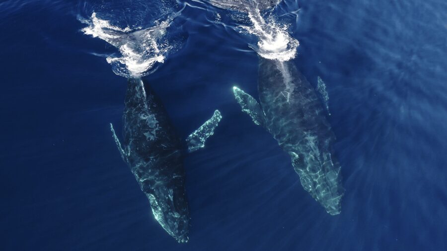 San Diego: Whale and Dolphin Watching Speedboat Tour - What to wear and bring for a dry, comfortable ride