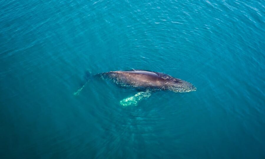 San Diego: Whale and Dolphin Watching Speedboat Tour - Who will enjoy this more than a large cruise