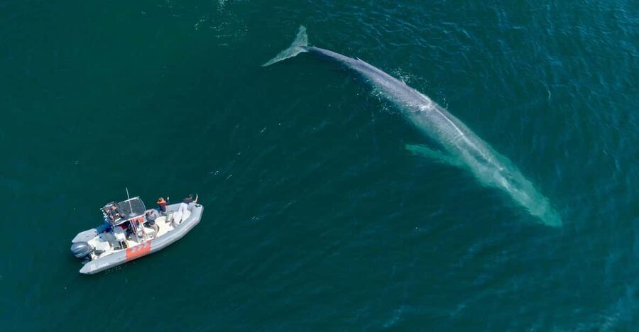 San Diego: Whale and Dolphin Watching Speedboat Tour - My call: book it for the boat and the dolphins