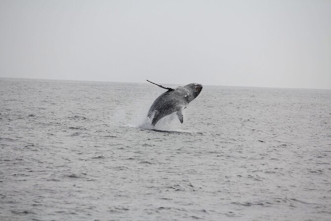 San Diego Whale/Dolphin Watching Cruise Aboard Luxury Vessel - Rough water and seasickness: take this seriously