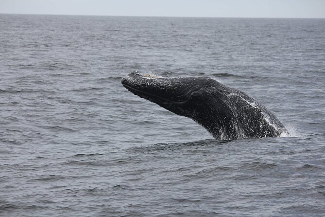 San Diego Whale/Dolphin Watching Cruise Aboard Luxury Vessel - Indoor comfort versus the best outdoor view