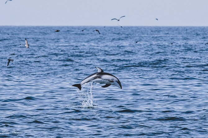 San Diego Whale/Dolphin Watching Cruise Aboard Luxury Vessel - Is the $76 price fair?