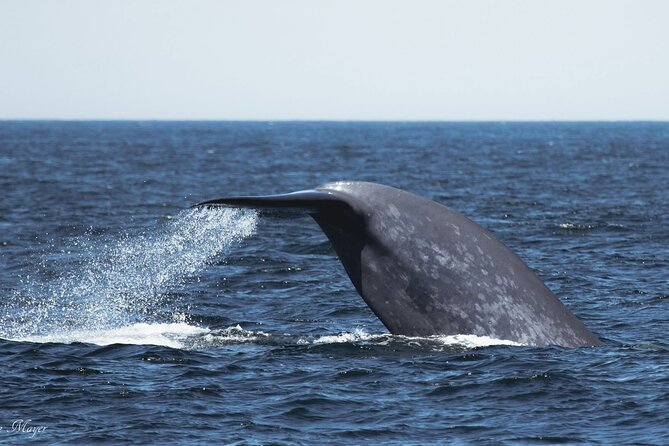 San Diego Whale/Dolphin Watching Cruise Aboard Luxury Vessel - The naturalist narration makes the ride more meaningful