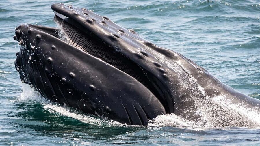 San Pedro: West Harbor LA Dolphin & Whale Watching Cruise - Which whales you may see by season