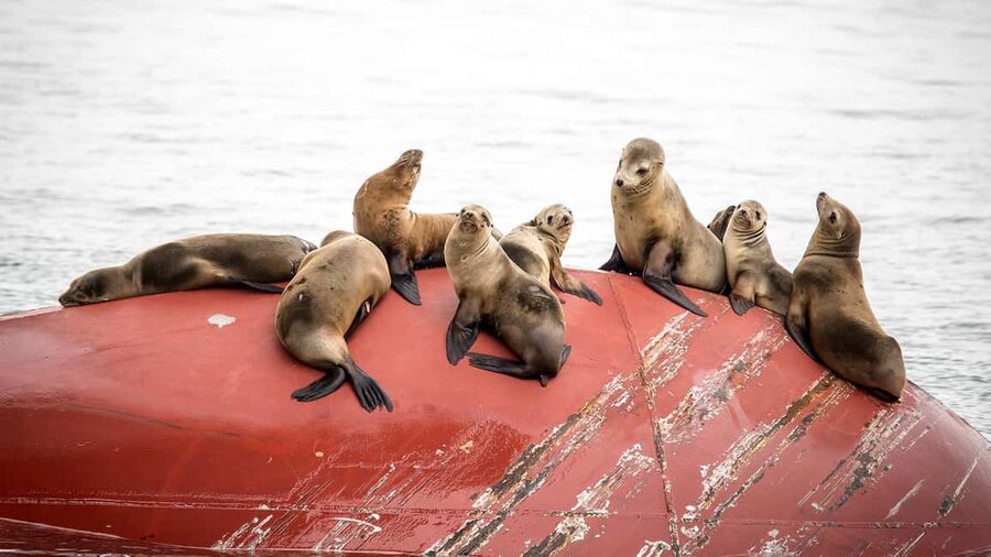 San Pedro: West Harbor LA Dolphin & Whale Watching Cruise - Dolphins, sea lions, and birds fill the gaps
