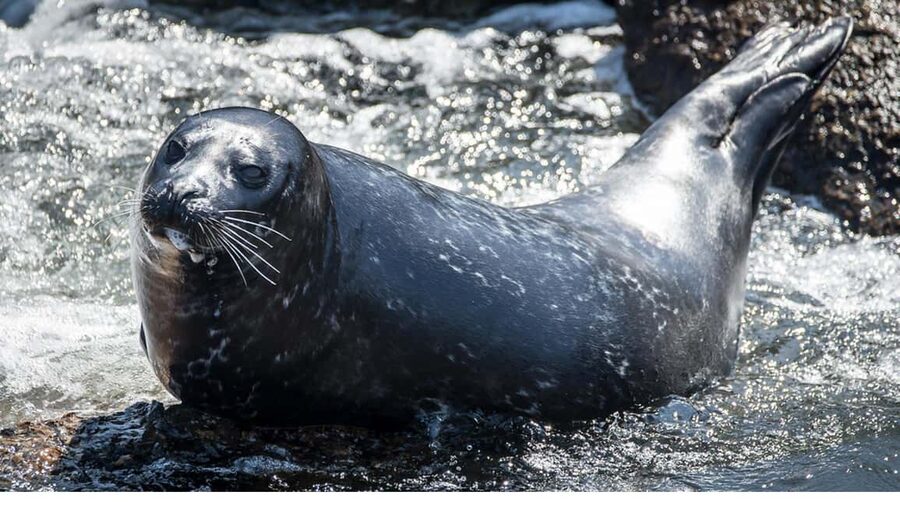 San Pedro: West Harbor LA Dolphin & Whale Watching Cruise - Booking, cancellation, and timing tips