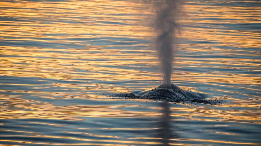 San Pedro: West Harbor LA Dolphin & Whale Watching Cruise - Should you book the San Pedro whale cruise?