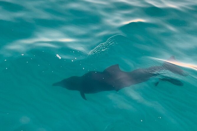 Sandestin Sunset Eco-Dolphin Cruise Aboard Sol y Luna - A comfortable ride for families and older adults