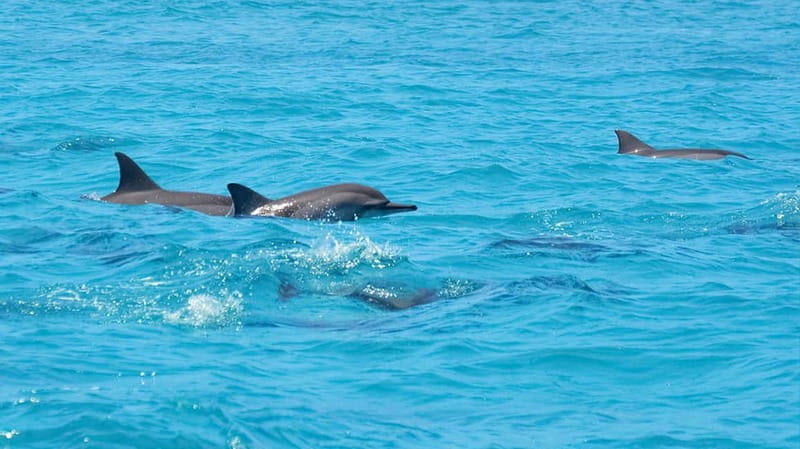 Santa Eulalia: Jet Ski Tour with Optional Dolphin Searching - The 30-minute route: a quick hit of speed