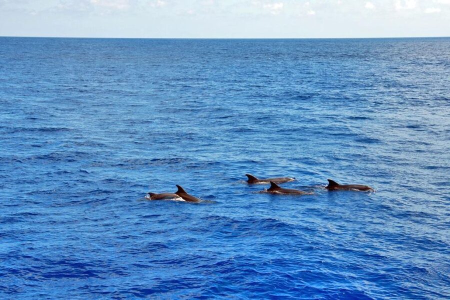 Santa Ponsa: Dolphin Watching Cruise - Key points to know before you go