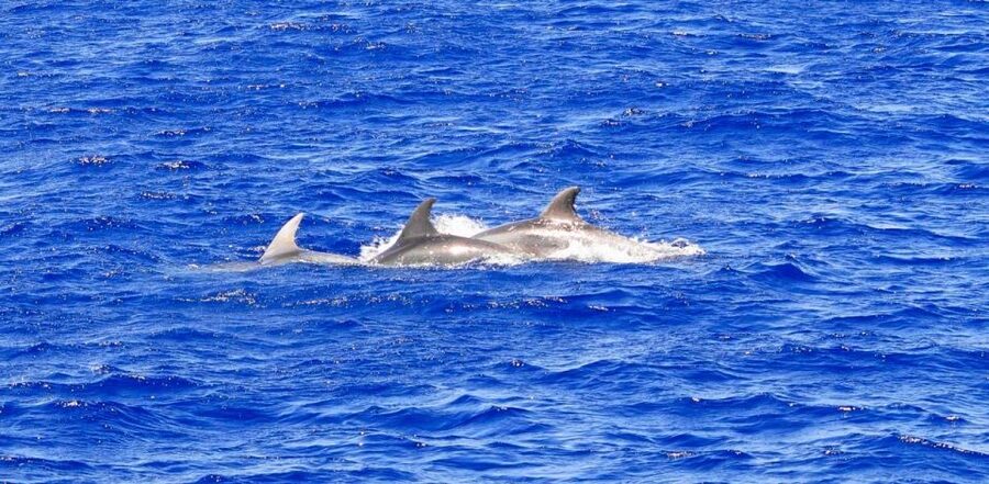Santa Ponsa: Dolphin Watching Cruise - Setting out from Santa Ponsa jetty