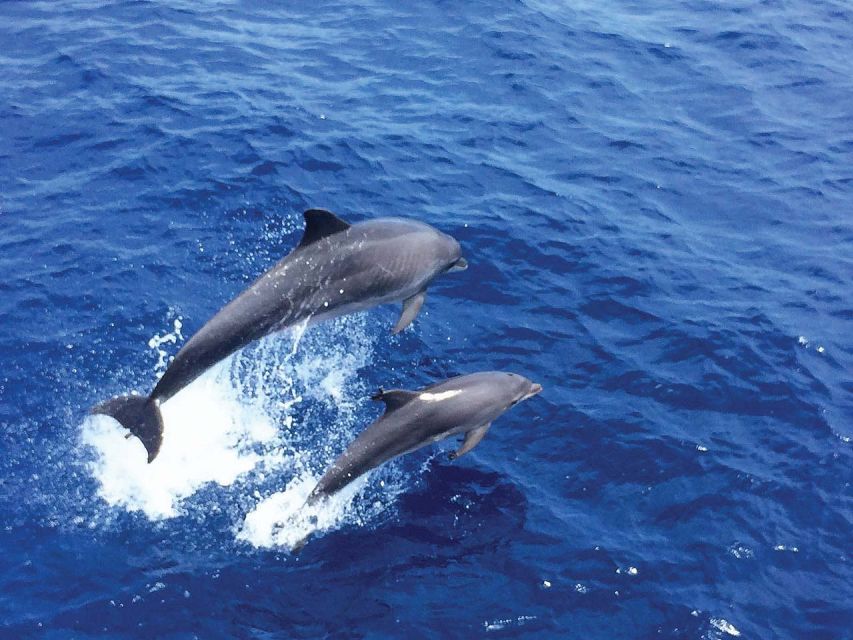 Santa Ponsa: Dolphin Watching Cruise - Searching for dolphins in open water