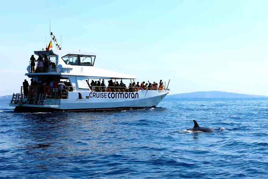 Santa Ponsa: Dolphin Watching Cruise - Food, drinks, and comfort onboard