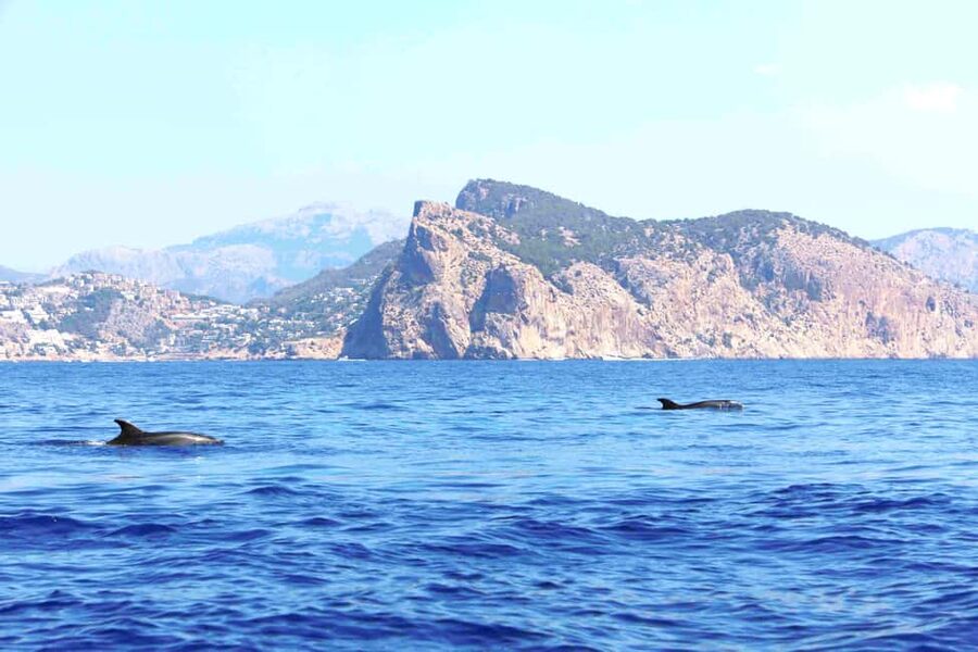 Santa Ponsa: Dolphin Watching Cruise - How the tour length changes the experience