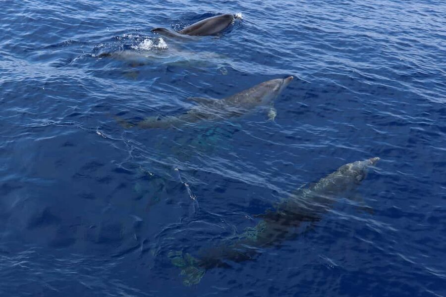 Santa Ponsa: Dolphin Watching Cruise - Who will enjoy this Santa Ponsa cruise