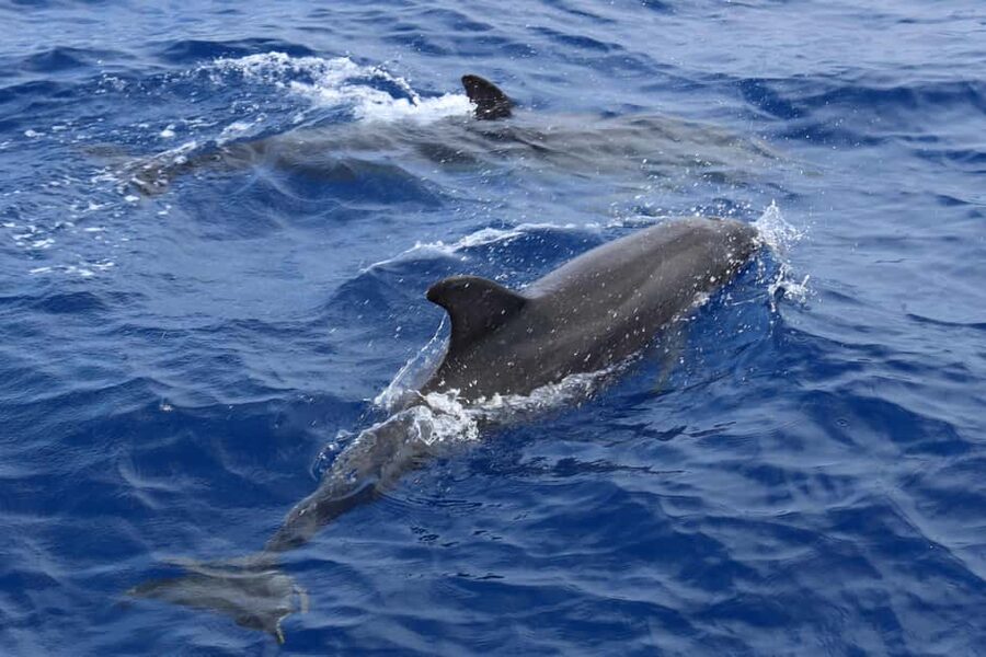 Santa Ponsa: Dolphin Watching Cruise - Should you book the Santa Ponsa Dolphin Watching Cruise?