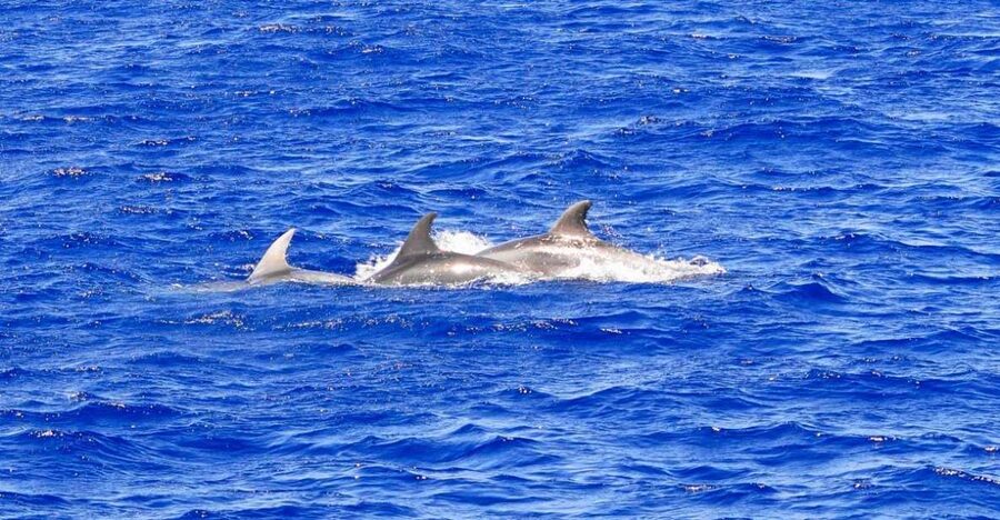 Santa Ponsa: Dolphin Watching Cruise - Cruising along Mallorca’s southwest coast