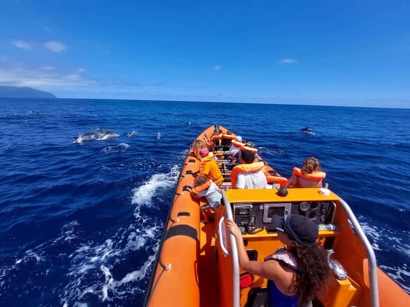 São Miguel, Azores: Whale and Dolphin Watching Tour - Key points to know before you book