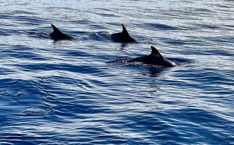 São Miguel, Azores: Whale and Dolphin Watching Tour - Why São Miguel is such a strong whale-watching base