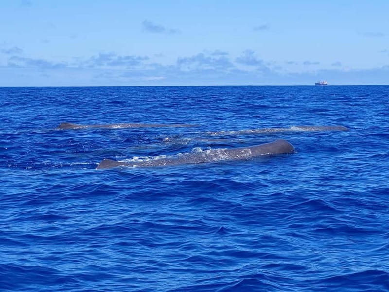 São Miguel, Azores: Whale and Dolphin Watching Tour - Catamaran comfort or RIB speed