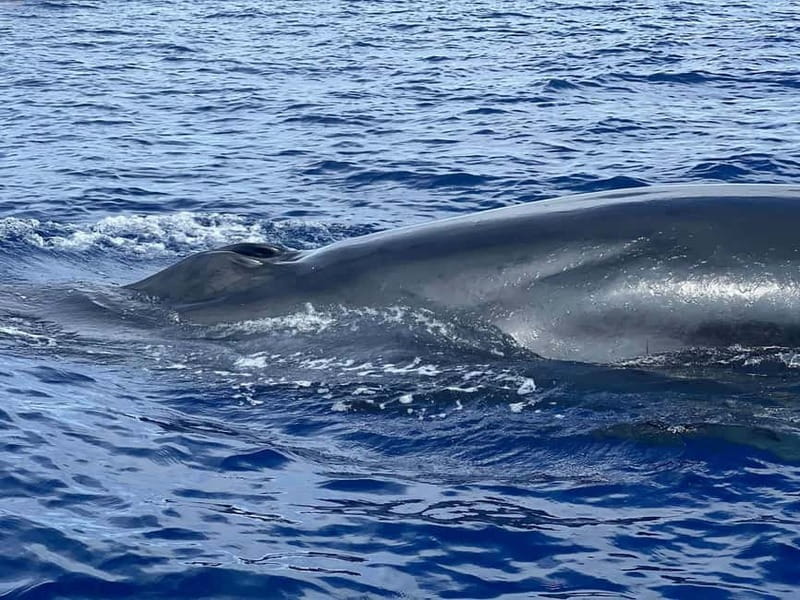 São Miguel, Azores: Whale and Dolphin Watching Tour - Starting at the Vila Franca do Campo marina