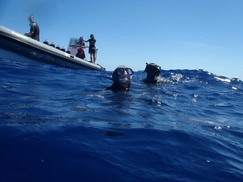 São Miguel: Swim with Wild Dolphins in the Open Ocean - Key points to know before you book