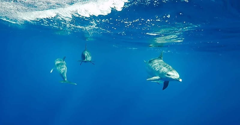 São Miguel: Swim with Wild Dolphins in the Open Ocean - Leaving Marina Pêro de Teive for the open sea